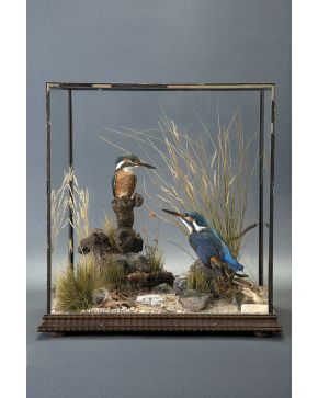 1118-Diorama con pareja de martines pescadores en urna de cristal sobre peana en madera.