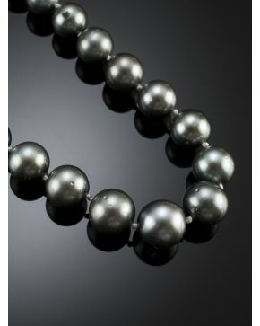 491-FINO COLLAR DE PERLAS AUSTRALIANAS DE TAHITÍ.  formado por 35 perlas. dispuestas en ligero degradé de 11 a 13 mm de diámetro. Broche circular en oro b
