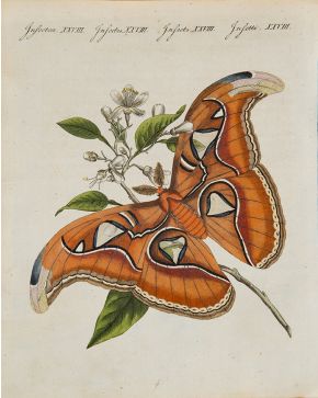 71-Grabado S.XIX realzado a mano con acuarela Mariposa Atlas