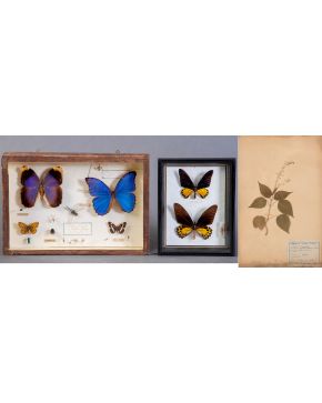 305-Lote formado por dos estudio en lepidopterología y cuatro estudios botánicos a modo de herbarios enmarcados. Madi