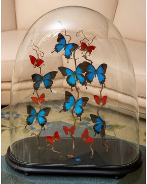 331-Fanal francés del siglo XIX con mariposas. Base en madera tallada. Medidas: 65x56 cm