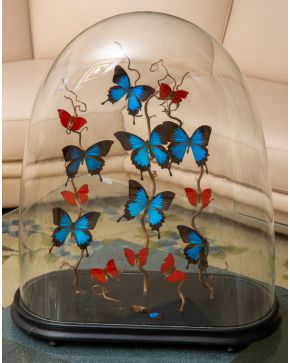 326-Fanal francés del siglo XIX con mariposas