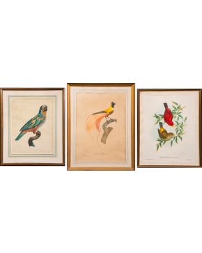 2041-Lote compuesto por treinta y ocho litografías de aves enmarcadas. Diferentes tamaños. Enmarcadas.  